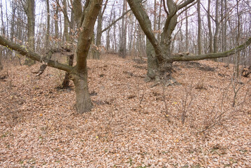 Cybina Valley, a protected area with lush vegetation and hills, the view in autumn is covered with fallen leaves