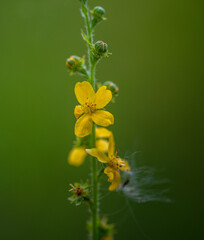 Wild flowers