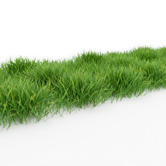 grass isolated on white background
