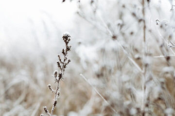 Frosted plant in a field during winter, with a blurred background. The delicate plant is covered in frost, creating a beautiful contrast against the muted tones of the background. White landscape.
