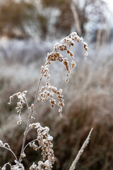Frosted plant in a field during winter, with a blurred background. The delicate plant is covered in frost, creating a beautiful contrast against the muted tones of the background. White landscape.