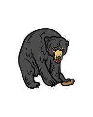 black bear vector illustration
