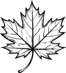 Hand drawn maple leaf vector illustration for nature design elements