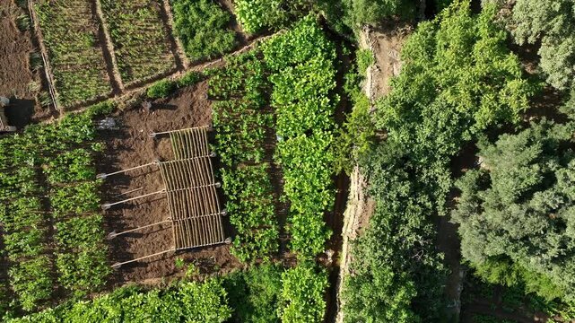 Green Background Video,  Symmetrical Tobacco Garden Drone Video, Derik Mardin, T&uuml;rkiye (Turkey)