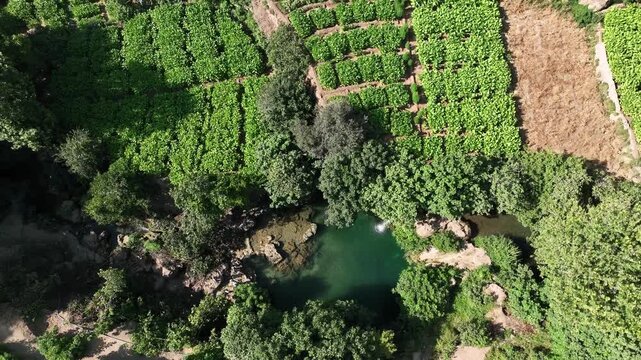 Green Background Video,  Symmetrical Tobacco Garden Drone Video, Derik Mardin, T&uuml;rkiye (Turkey)