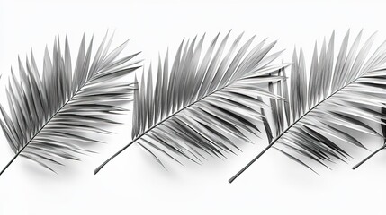 Obraz premium Monochrome Palm Leaves on White Background for Design and Decoration