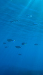 Ocean underwater rays of light background, under blue water sunlight. Underwater background, ocean or sea surface seen from under water. Rays of light beams, abstract marine backdrop. Nature landscape