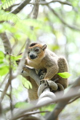 Obraz premium lemur portrait with expressive eyes, endemic lemur species in rainforest, madagascar