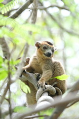 Obraz premium lemur portrait with expressive eyes, endemic lemur species in rainforest, madagascar