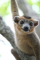 Obraz premium lemur portrait with expressive eyes, endemic lemur species in rainforest, madagascar