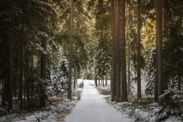winter forest landscape with snow