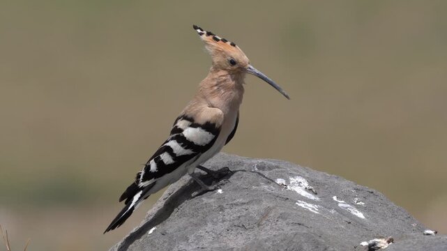 İbibik - Eurasian Hoopoe bird perching on a rock