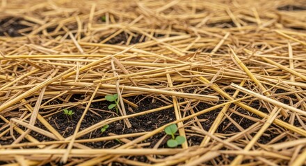 Straw mulch covers fertile soil with tiny seedlings, providing natural protection. Straw mulch supports plant growth, prevents erosion, retains moisture, and suppresses weed germination.