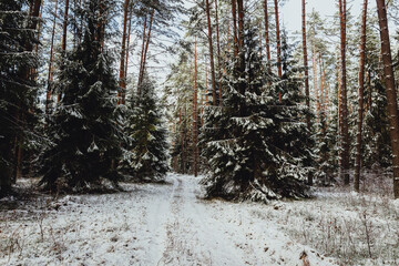 winter forest landscape with snow