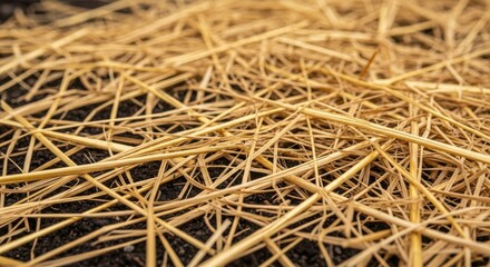 Close up of dry straw, a natural and organic ground covering. Dry straw is ideal for ecological gardening and sustainable landscape. Using dry straw, promote good ecology and environmental health.
