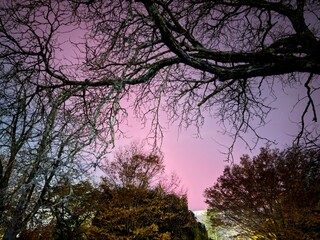 Colorful Night Sky with Bare Tree Branches and Aurora
