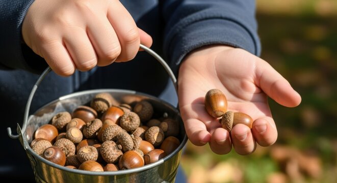Acorns in bucket collected by child shows care for nature. Gathering acorns on crisp autumn day, child displays handful of acorns in front of bucket filled with acorns.