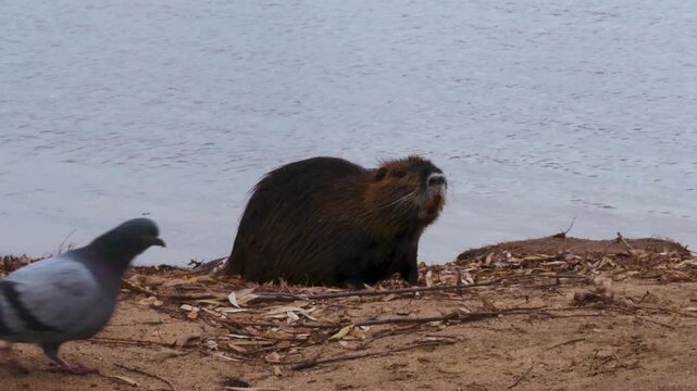 castor, animal, mar, areia, marmota, esquilo, roedor, animal no seu habitat