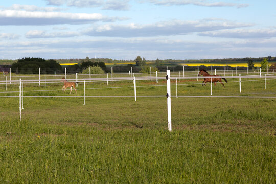 stud farm