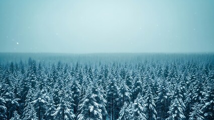 Snow-covered evergreen forest under a pale sky in winter.