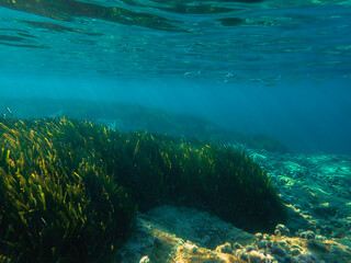 Ocean underwater rays of light background, under blue water sunlight. Underwater background, ocean or sea surface seen from under water. Rays of light beams, abstract marine backdrop. Nature landscape