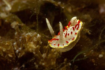 Red Dots and Spiral Sensors – Diaphorodoris papillata Navigating Mediterranean Algae with Elegance