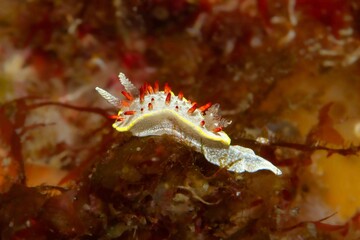 Reef Gem: Detailed side-view of the Diaphorodoris papillata nudibranch, its white body and red-yellow accents contrasting with the dense brown marine algae