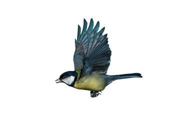 Great tit (Parus major) bird in flight on a green background which is a small garden songbird found in the UK and Europe, png file cut out and isolated on a transparent background, stock photo