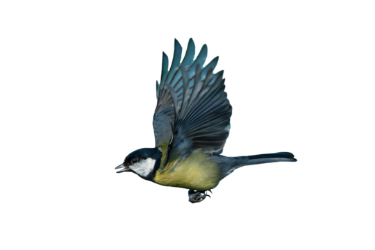 Great tit (Parus major) bird in flight on a green background which is a small garden songbird found in the UK and Europe, png file cut out and isolated on a transparent background, stock photo