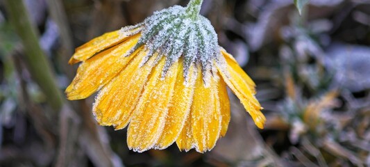 Gelbe Ringelblume mit Frost