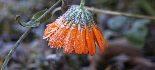 Orangefarbene Ringelblumenbl&uuml;te mit Frost