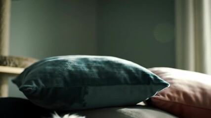 White cat sitting near blue pillow indoor, pet feline animal at home.