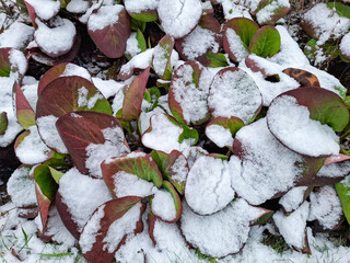 A close-up of bergenia leaves partially covered in fresh white snow in a winter garden. The red and green foliage creates a natural contrast with the soft snow