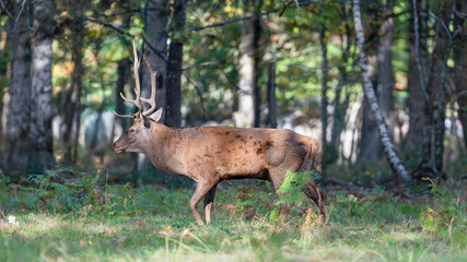 Red deer stag walking in a clearing at the edge of a forest during the rut. Cervus elaphus, Réserve zoologique de la Haute-Touche, Azay le Ferron, Indre 36, région Centre Val de Loire, France, Europe