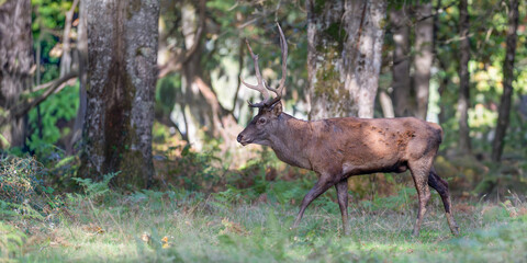 Red deer stag walking in a plain at the edge of a forest during the rut. Cervus elaphus, Réserve zoologique de la Haute-Touche, Azay le Ferron, Indre 36, région Centre Val de Loire, France, Europe