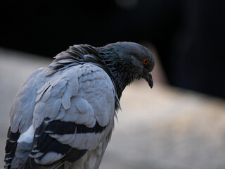 Naklejka premium Italie - San Gimignano - Toscane