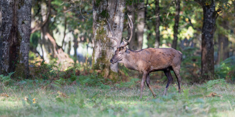 Red deer stag walking in a clearing at the edge of a forest during the rut. Cervus elaphus, Réserve zoologique de la Haute-Touche, Azay le Ferron, Indre 36, région Centre, France, Europe