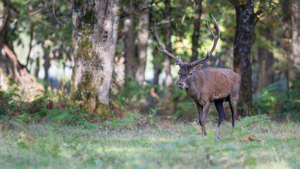 Red deer stag walking and observing in a plain at the edge of a forest during the rut. Cervus elaphus, Réserve de la Haute-Touche, Azay le Ferron, Indre 36, région Centre, France, Europe