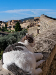 Naklejka premium Italie - San Gimignano - Toscane