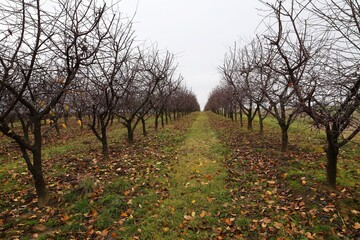 Rows of Dormant Fruit Trees in a autumn Orchard with fallen leaves