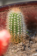 Cactus with spikes anf flowers
