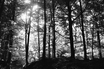 Obraz premium B/W Forest