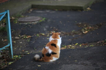 cat on the street