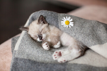 Cute gray kitten is Lying with close eyes under warm blanket at home