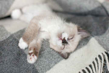 Kitten is sleeping sweetly under warm blanket at home, cat lying with his belly up