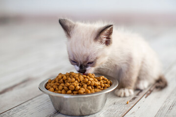Kitten eating from bowl cat's food
