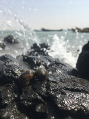Black beetle on a mussel shell with ocean waves crashing near the rocky coast in summer