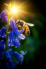 Honeybee on Bluebell Flower at Sunrise