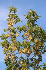 Ash maple (Acer negundo) branch with ripening seeds