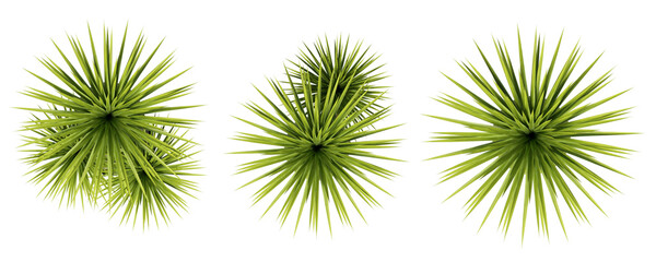 Top view of green spiky Yucca or Agave plants isolated for landscape design and architectural visualization © arif